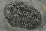 Detailed Gerastos Trilobite Fossil - Morocco #377229-1